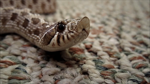 snake